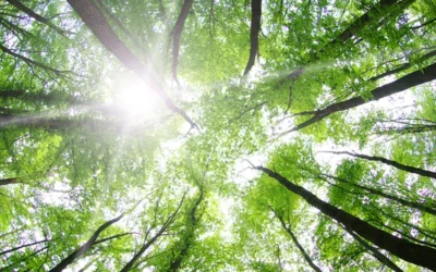 Technology Is Not The Only Answer To The Puzzle of Decarbonisation